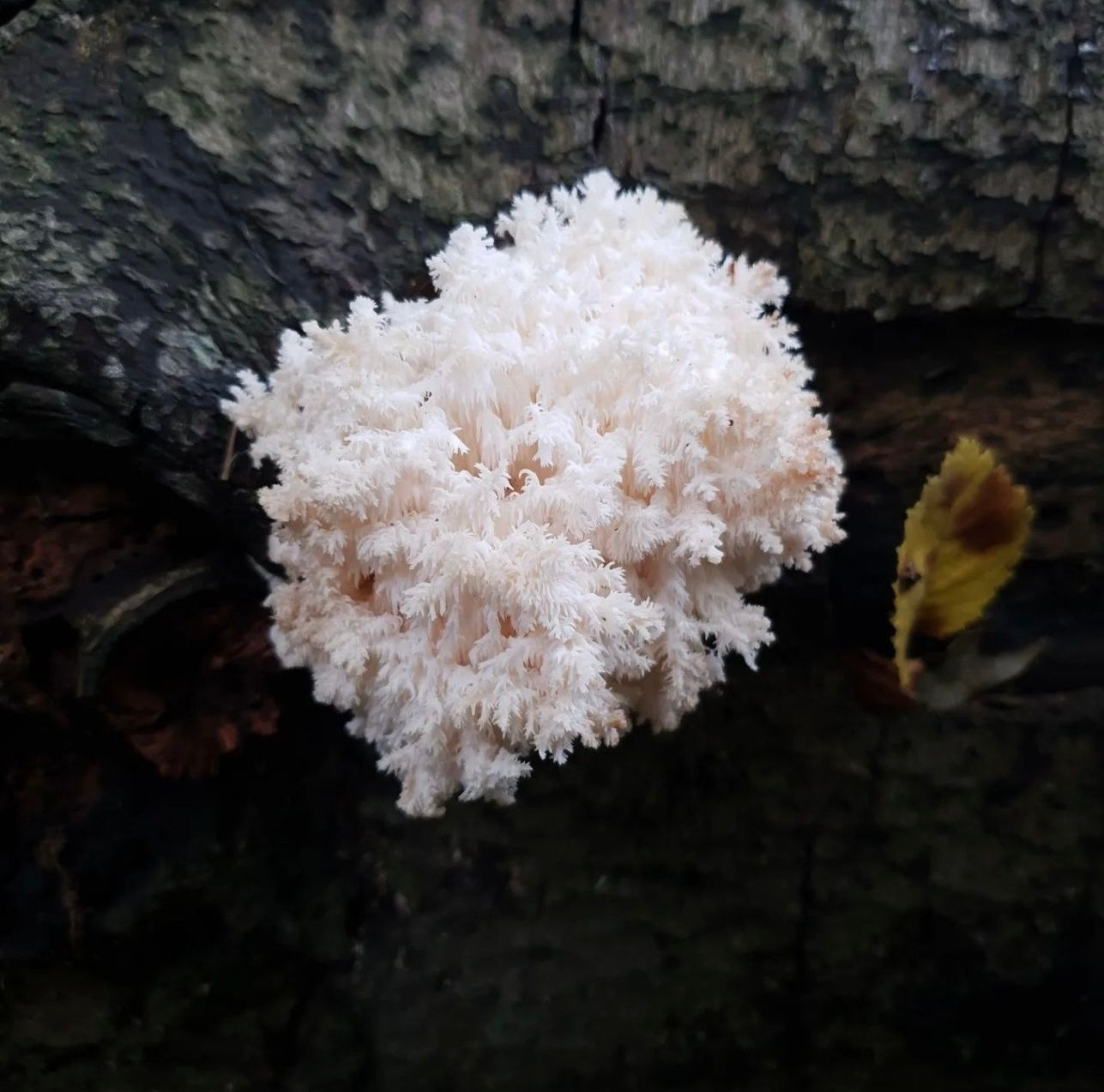 Lion's Mane, also known as Hericium erinaceus, has actually long been used in traditional Asian medicine, particularly by Buddhist monks who used it to promote focus and relaxation during their studies and meditations. Recently, Lion's Mane has also attracted the attention of scientists who are studying its potential brain health benefits and immune system support. Studies suggest that Lion's Mane may have neuroprotective properties and may also boost the immune system.