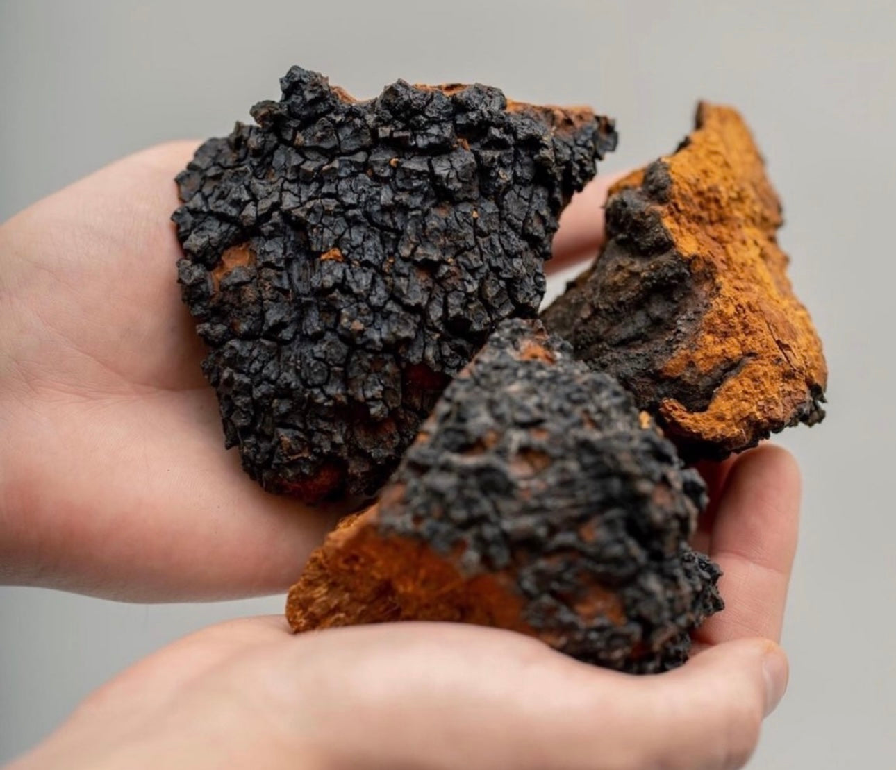 Chaga, also known as "God's gift" or "king of herbs," is a mushroom that grows mainly on birch trees and is traditionally valued for its health-promoting properties. As early as the 16th century, Chaga was mentioned in ancient texts as a means of strengthening the immune system and promoting general health. During World War II, Chaga found a special application in Finland: it was used as a coffee substitute, which underlines its versatility and importance in Finnish culture.