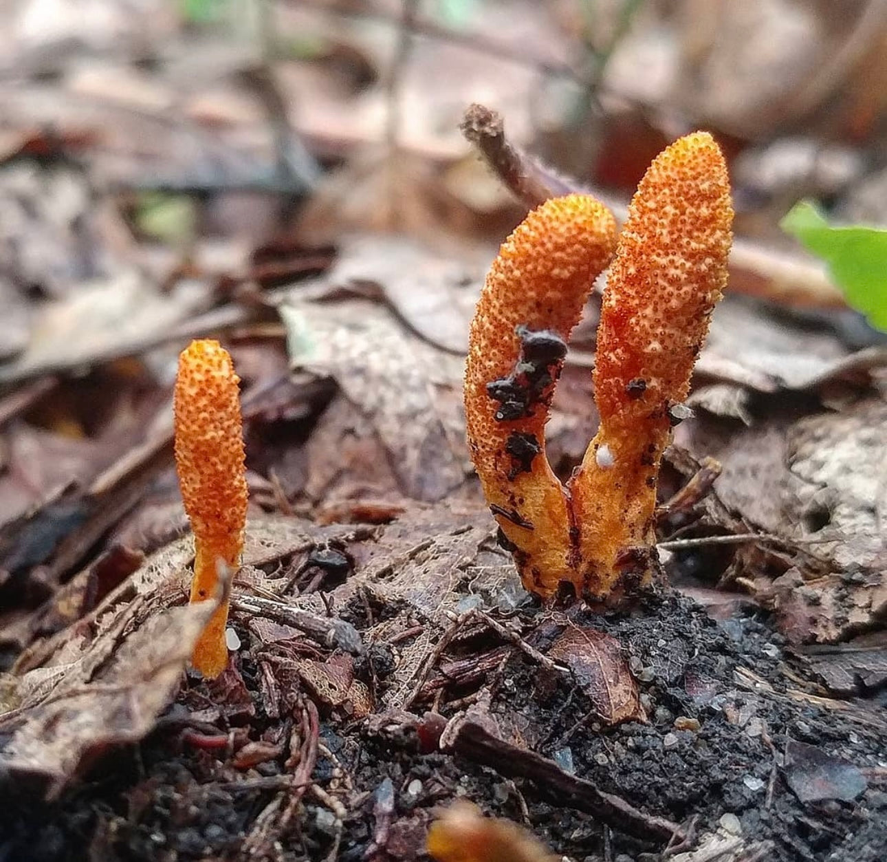 Cordyceps is an interesting species of mushroom that has been historically used in traditional Chinese and Tibetan medicine, particularly to increase energy and stamina. These mushrooms grow mainly in the high altitudes of the Qinghai-Tibet Plateau in southwest China.